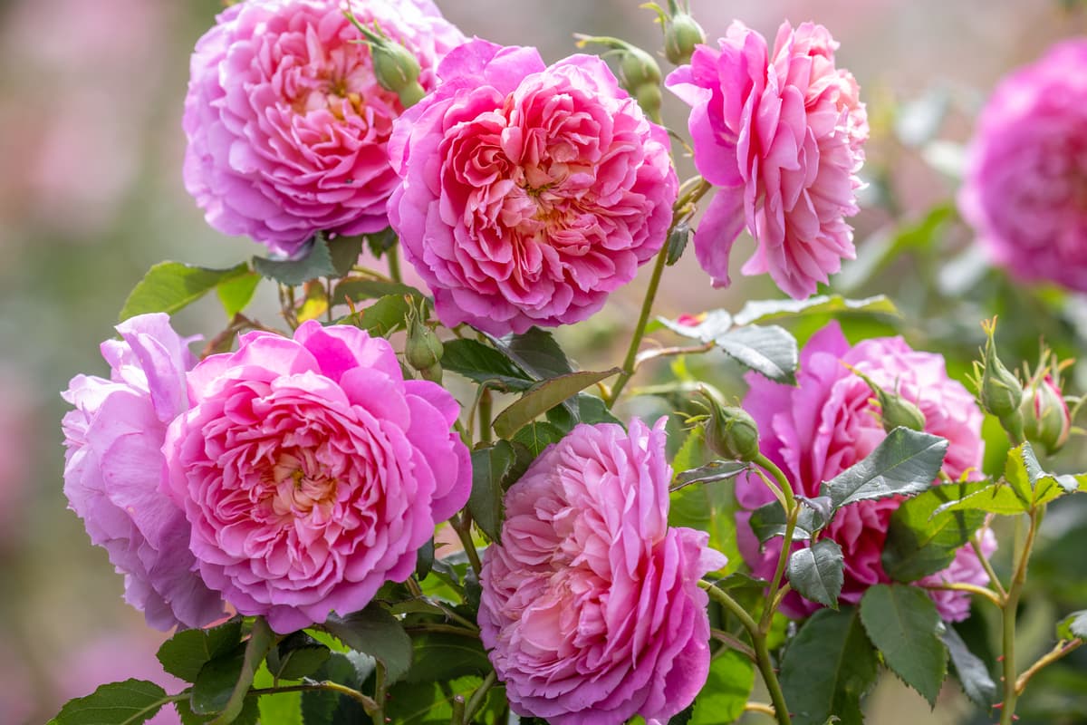 Travis Us Open Roses Can new variety win David Austin Roses its 28th Chelsea Flower Show ...