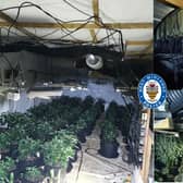 A cannabis haul in Wolverhampton. 