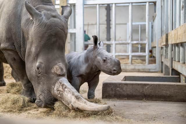 Malaika is one of nine white rhinos at West Midlands Safari Park