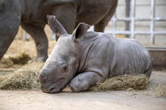 The baby white rhino arrived at the zoo last week
