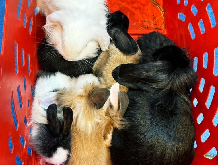 RSPCA warns about dangers of overbreeding after seven rabbits were left ...