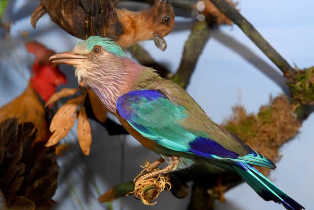 A variety of birds and beasts were on display