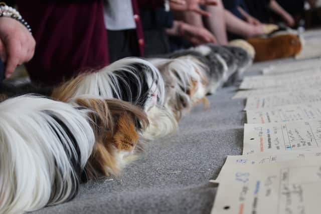 A long haired guinea pig lineup