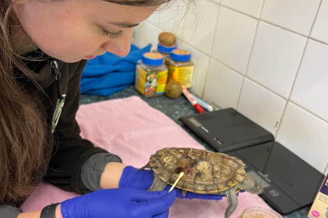 One of the turtles died last week