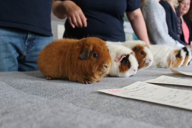 Rex, a ginger cavy