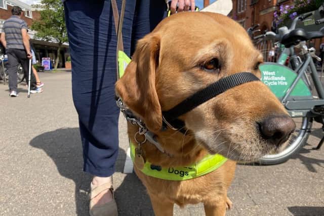 Guide dog Quita, who is nervous around e-scooters. Credit: LDRS