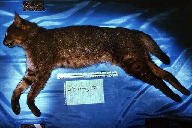 MUST CREDITThe Asian jungle cat which was found at Richards Castle in 1989 and taken to Ludlow Museum for identification and recording. Picture: Gareth Thomas.