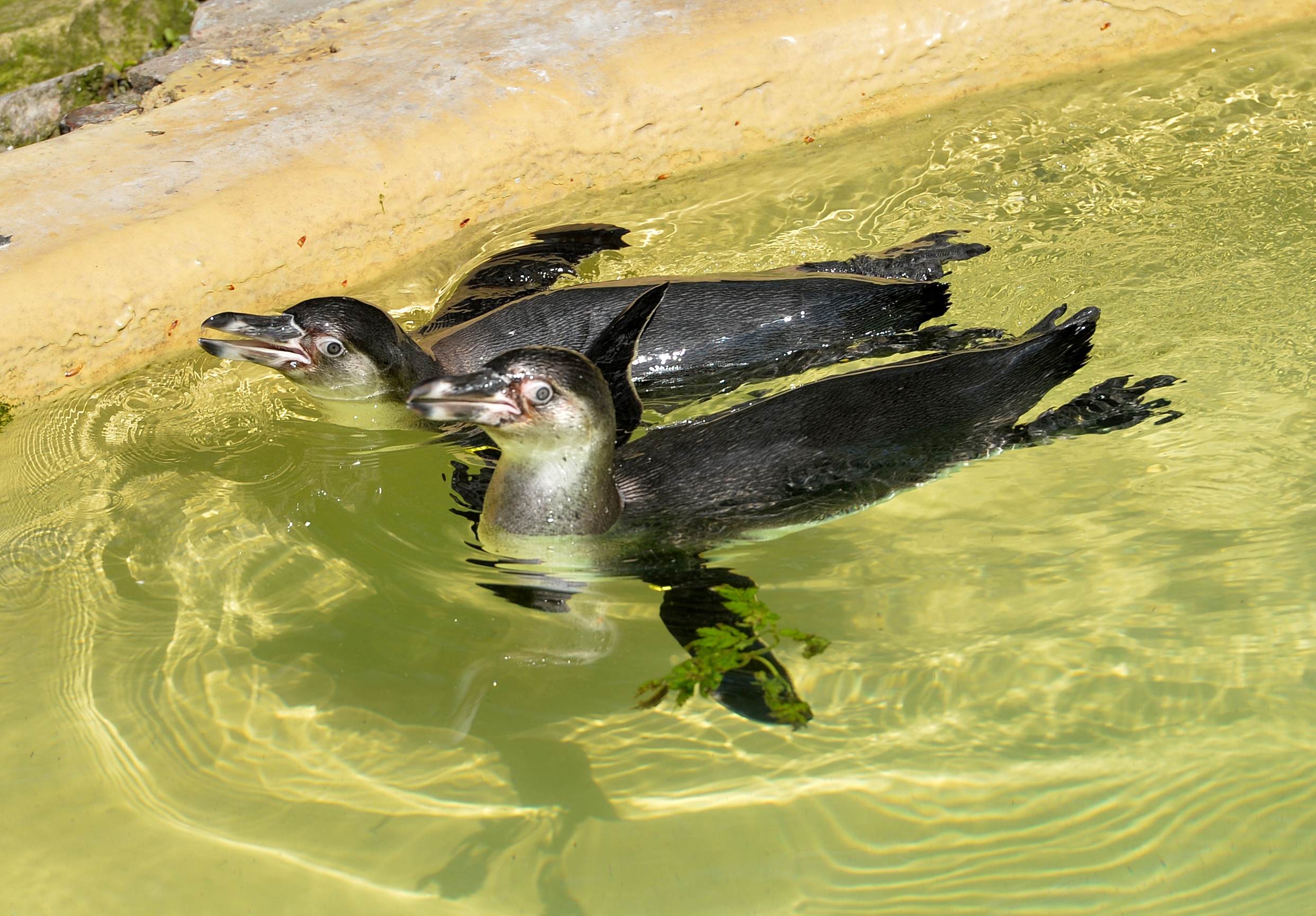 The three new penguins have been named Mario, Luigi, and Bowser.