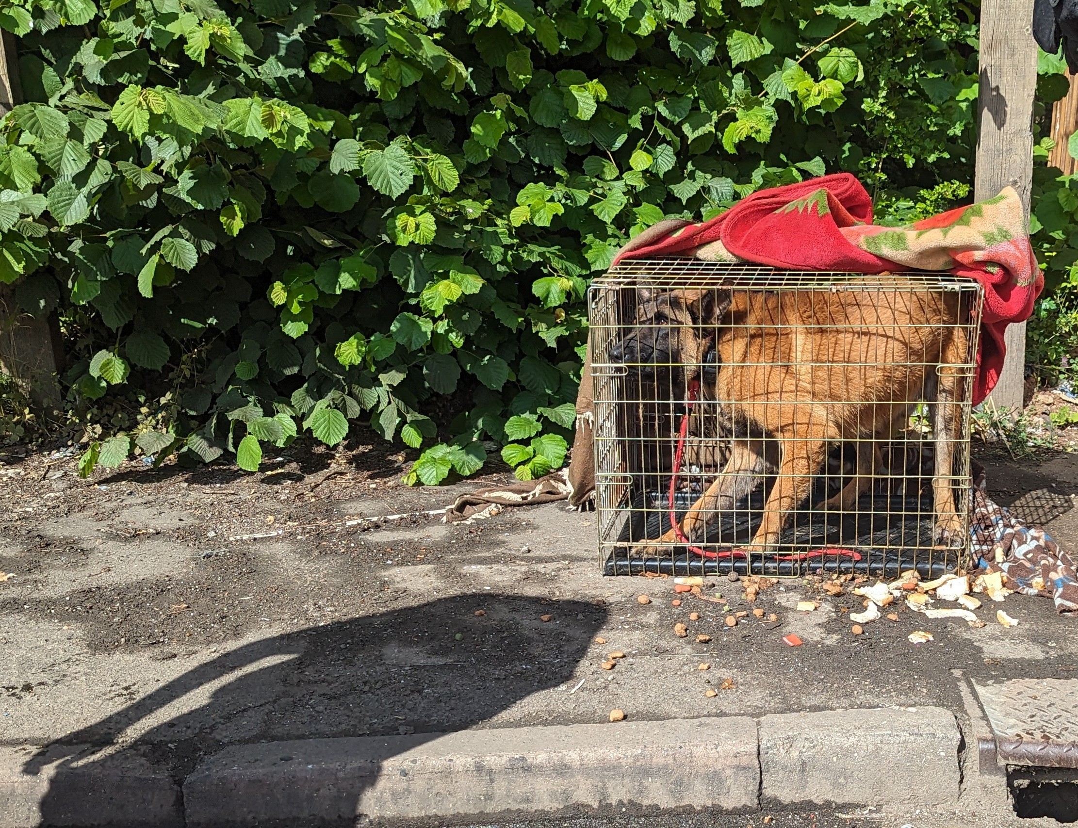 'Distressed’ dog cruelly abandoned in industrial park in cramped cage