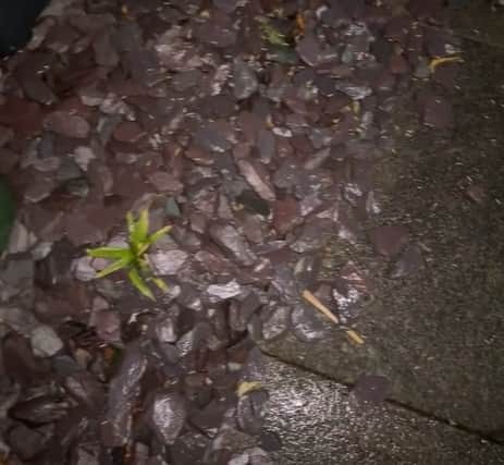 The maggots are also crawling along the garden path.