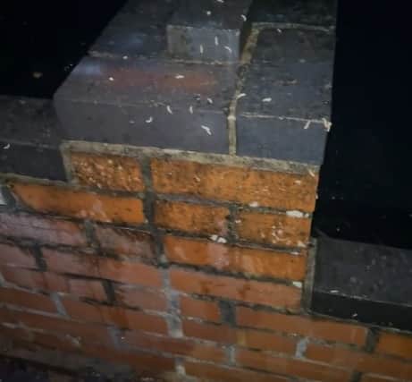 The maggots are also on the garden wall.