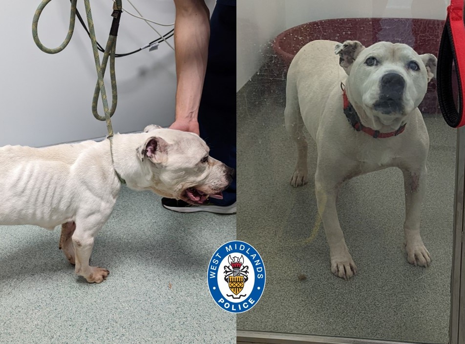 Police officer helps RSPCA rescue malnourished, wounded dog and bring ...