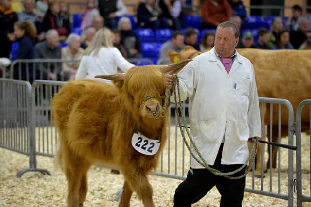 Record numbers of livestock were on display Staffordshire County Show