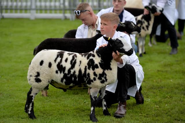 Sheep competition at Staffordshire County Show