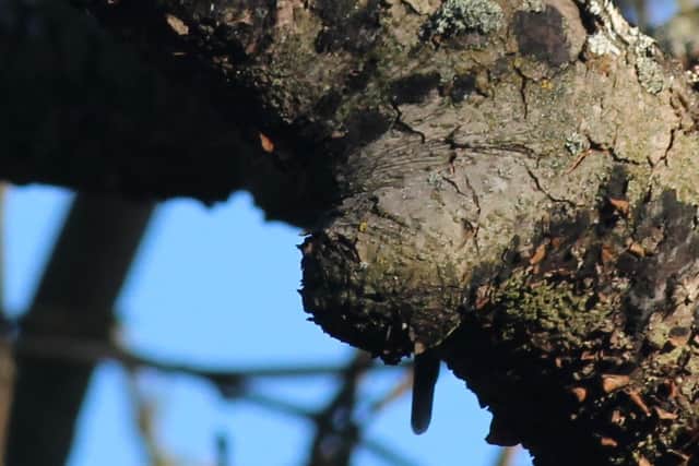 Richard Brooke's photos of Ring-necked Parakeets were taken at a local nature reserve in Walsall.