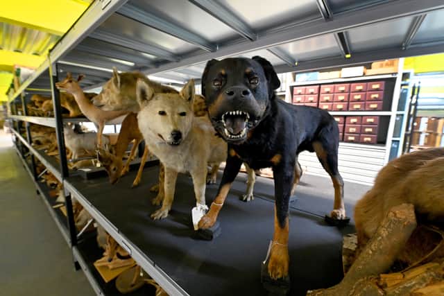 The collection has shelves full of taxidermy
