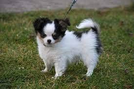 A pair of Japanese Chin puppies were among the items left in rooms at Travelodges