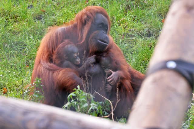 Orangutans at the zoo