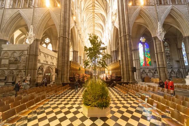 The sapling was blessed during the Trees of Life service. Photo: Picture Partnership/Westminster Abbey