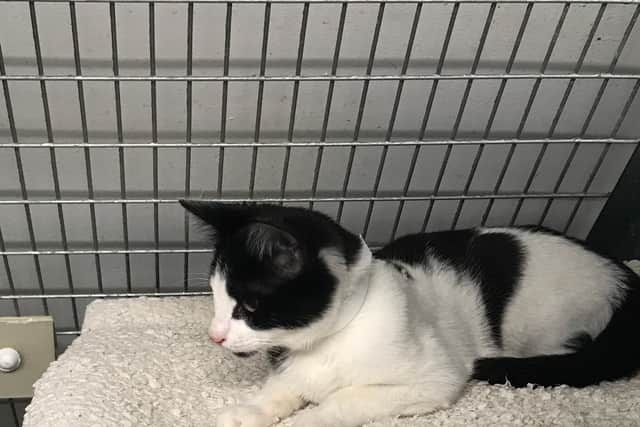 The mother and her four kittens were left in a gateway to a field in Green Lane, Walsall Wood.