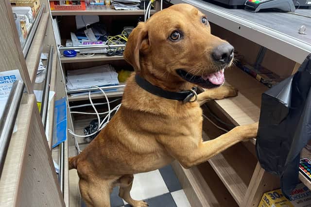 Cooper makes a discovery. Photo: Staffordshire County Council