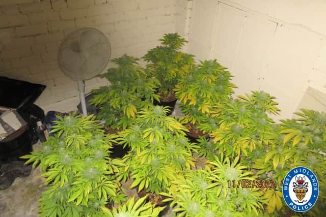 Cannabis plants recovered