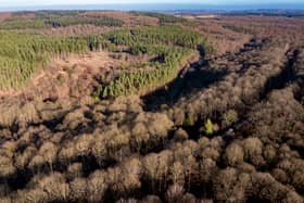 The Wyre Forest from an aerial view. Photo: Forestry England