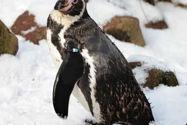 Around 70 per cent of the zoo's penguins have tragically died