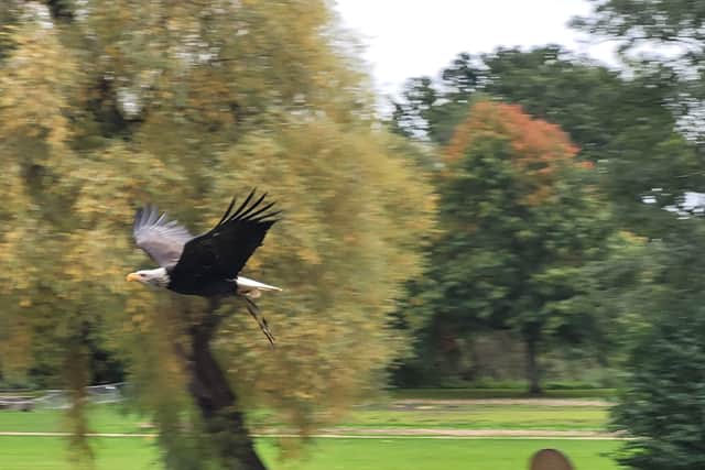 Falconers Quest