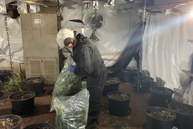 Cannabis disposal officers at the site in Wednesfield