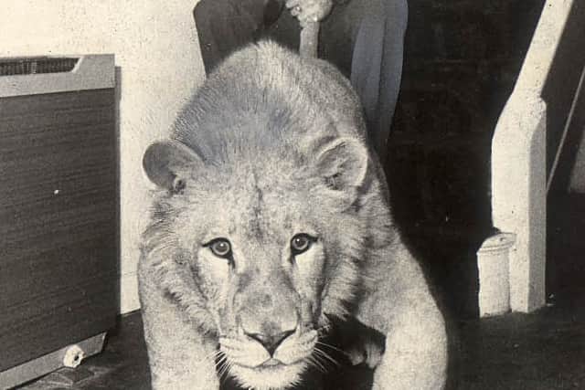 At home with the Foleys – Lew with a lioness