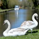 Swans enjoy the sun on the banks of the Kidderminster and Worcester Canal