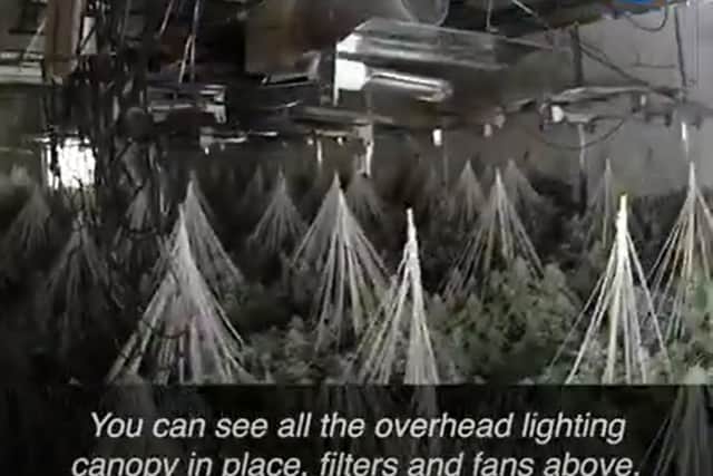Some of the cannabis plants