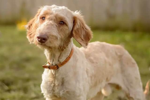 Archer. (Photo: Dogs Trust)