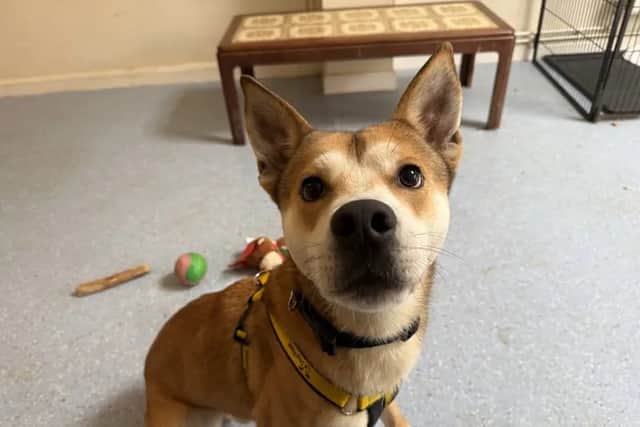 Sandy. (Photo: Dogs Trust)