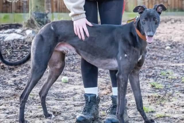 Seal. (Photo: Dogs Trust)