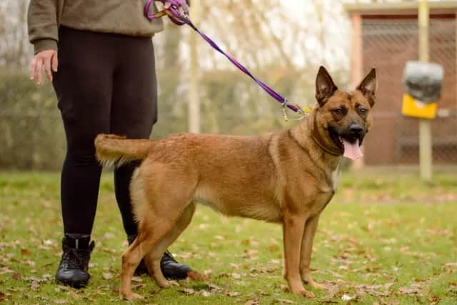 Gucci. (Photo: Dogs Trust)