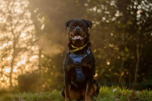 Buffy. (Photo: Dogs Trust)