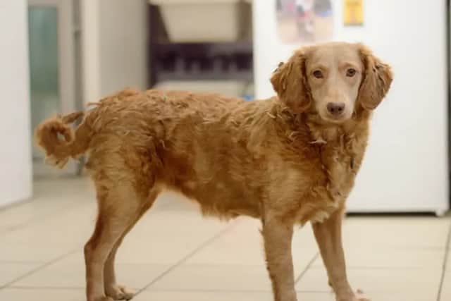 Dog friendly location (Photo: Dogs Trust)