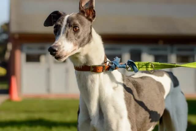 Misty. (Photo: Dogs Trust)