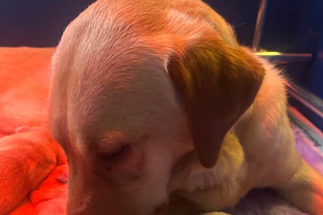 Guide Dog mum Alicia will be celebrating her first Mother's Day this year