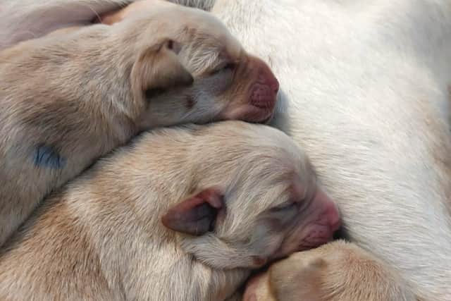 Some Guide Dog puppies sleeping