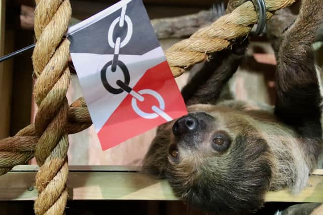 Reggie the sloth with his Black Country Flag