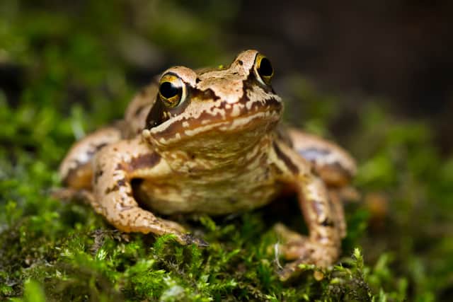 European grass frog (Rana temporaria) 