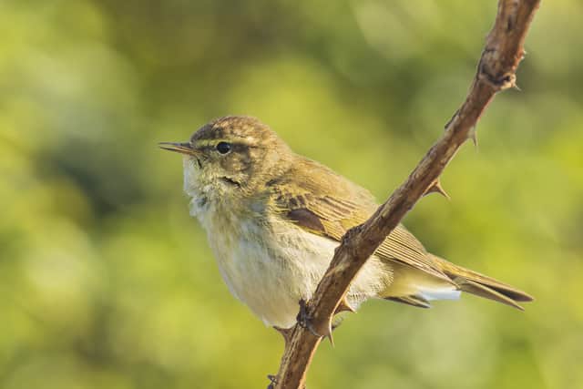 A common chiffchaff 