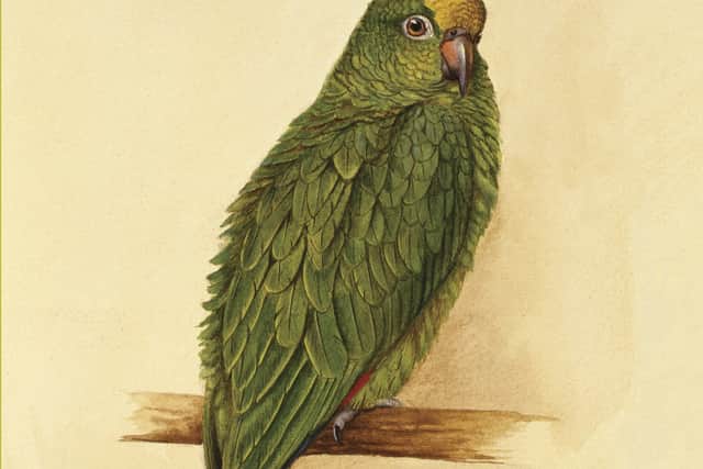 Flaubert's Parrot