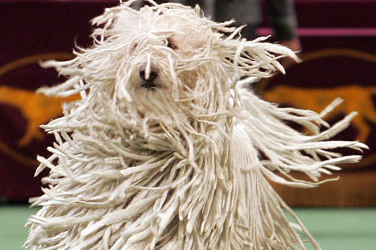 Tuft Dogs Crufts 2020: Can you name these unusual dog breeds?