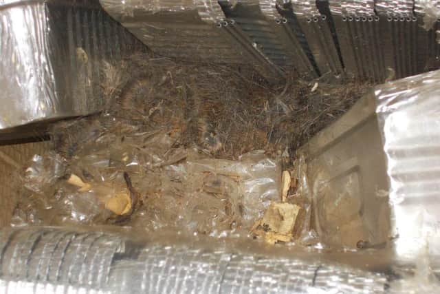 A decomposed rat amongst containers at a Walsall takeaway