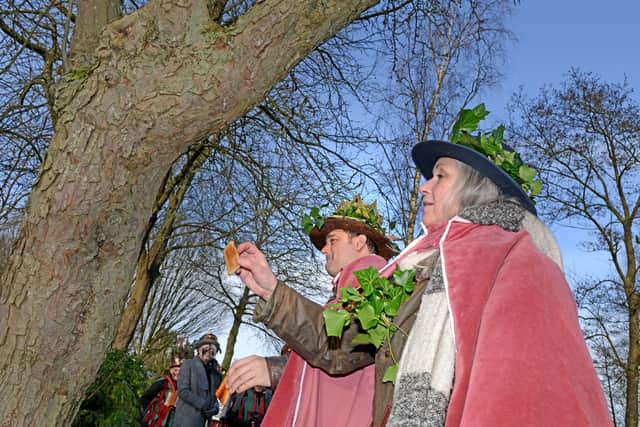 Wassail King and Queen Richard Fields and Jane Duncan scaring away evil spirits at the Winter Wassail at Bodenham Arboretum