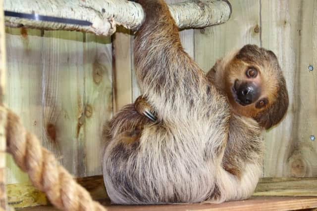 Reggie the Linne's two-toed sloth made Dudley Zoo his new home in 2019
